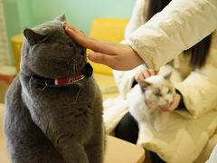 -猫在这儿猫咪咖啡馆·撸猫馆