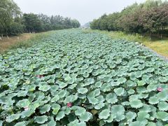 -大兴滨河森林公园