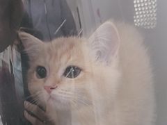 -美联众合动物医院·24h京西诊疗中心