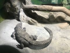 -上海大自然野生昆虫馆(东方明珠·爬宠昆虫探索中心)