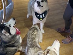 -Husky Go! 哈士奇体验馆·宠物咖啡厅狗咖