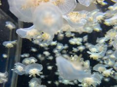 -太平洋海底世界