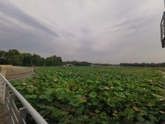 -石家庄市植物园