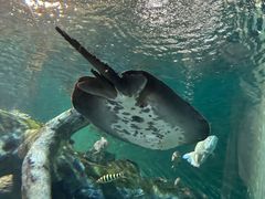 -上海海洋水族馆