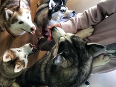 -Husky Go! 哈士奇体验馆·宠物咖啡厅狗咖