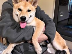 -多乐狗狗宠物训练工作室