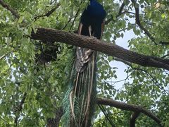 -J Create城市露营咖啡·简餐·宠物(上海动物园店)