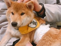 -逗柴咖啡屋·狗咖猫咖宠物桌游