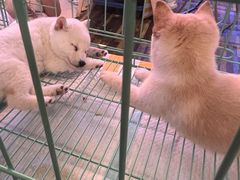 -中环花鸟鱼虫市场