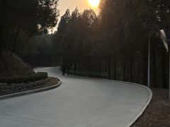 -原山国家森林公园