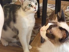 -猫猫幼稚园·撸猫·桌游·电玩