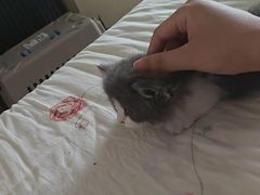 -欣宠猫屋·矮脚拿破仑·蓝金金渐层