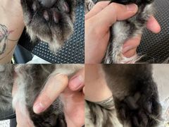 -momokira米努特·德文卷毛猫·棉花面纱犬