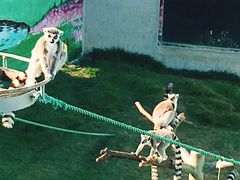 -西霞口神雕山野生动物世界