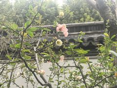 -秋霞圃