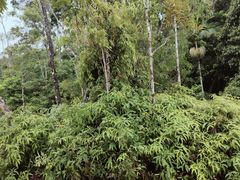 -热带雨林自然公园