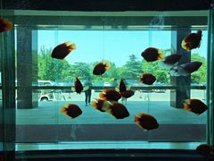 -南郊宾馆·风味自助餐厅·山东十六地市特色菜