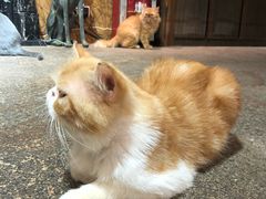 -more than meow吴止猫主题餐厅(承德 中船汇店)