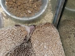 -momokira米努特·德文卷毛猫·棉花面纱犬