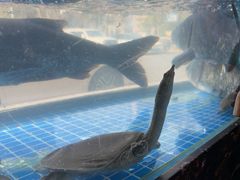 -浔味·山屿湖·正宗淳牌全鱼宴老字号