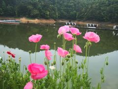 -龙川湾千岛湖国际垂钓中心