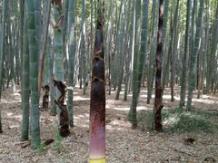 景点-同里国家湿地公园