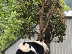 -卧龙中华大熊猫苑神树坪基地