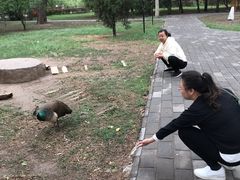 -北京麋鹿生态实验中心