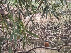 -秋霞圃