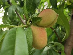 -南京市芳草园小学(凤凰校区)