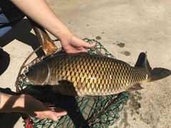 -荣德灶台鱼(圣泉寺店)