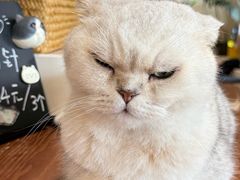 -有猫主题·治愈系猫咖(曾厝垵店)