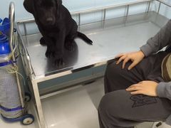 -中农大我爱我爱24h动物医院·中医针灸·猫专科·骨科医疗中心(双井店)