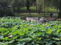 -堤角公园