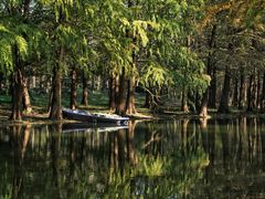 -上海共青森林公园