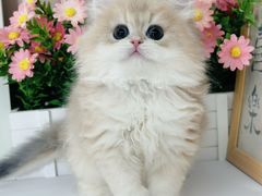 -小猫来了·猫舍(红山六九七九店)