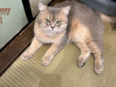 -逗柴咖啡屋·狗咖猫咖宠物桌游