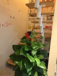 -净妍美肌专业净毛嫩肤连锁机构