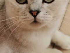 -lincat·猫舍(广州店)