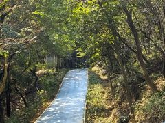 -黄埔油麻山森林公园