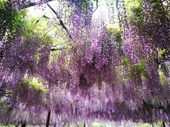 -嘉定紫藤园