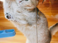 -猫十亿·布偶金渐层·曼基康矮脚猫舍(青年路店)