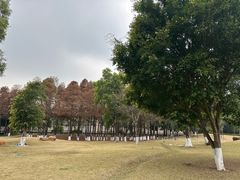 -中山市树木园