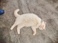-More Fun猫咖 二十只万元加菲主题