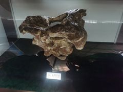-诸城市恐龙博物馆
