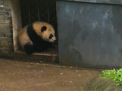 -都江堰中华大熊猫苑