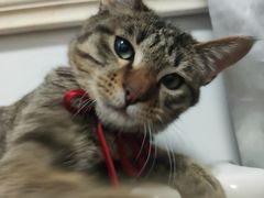 -爱诺动物医院(崂山店)