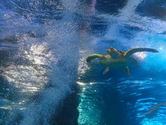 -太平洋海底世界