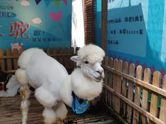 -佟小曼手工茶饼坊(鼓浪屿1店)