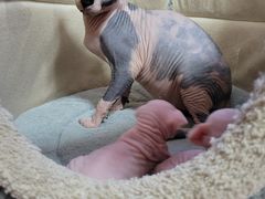 -纳吉亚猫专科动物诊疗中心(蒋宅口分院)